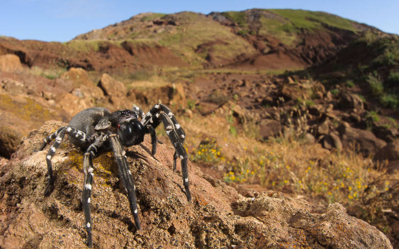 Aranhas gigantes aterrorizam minas abandonadas no México