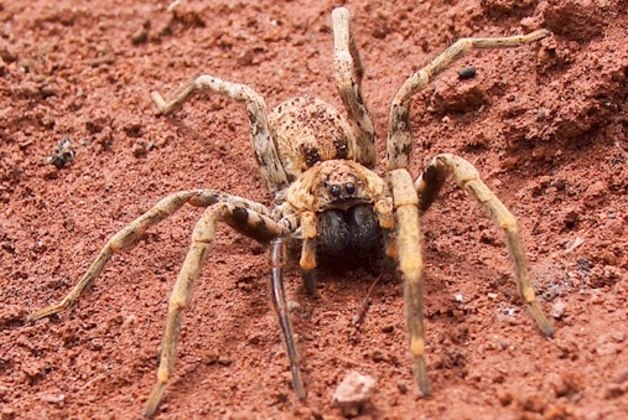 Aranhas gigantes aterrorizam minas abandonadas no México