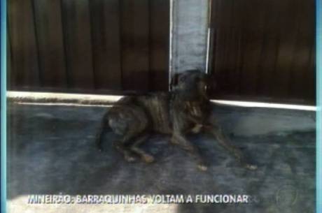 Cachorro da raça fila ataca criança e aterroriza vizinhança no sul de Minas  - Notícias - R7 Minas Gerais