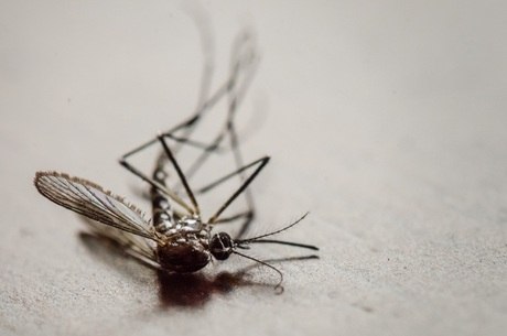 Vacinação contra a dengue pode reduzir casos e hospitalizações