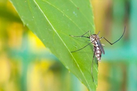 Malária é transmitida pelo mosquito Anopheles