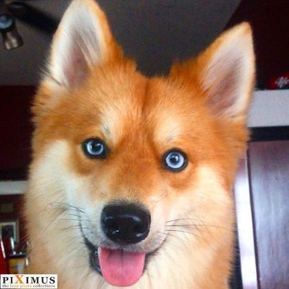 Mya the pomsky discount