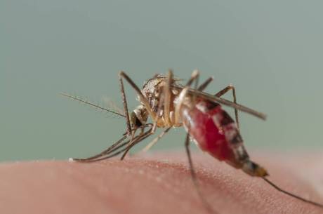 aedes aedes