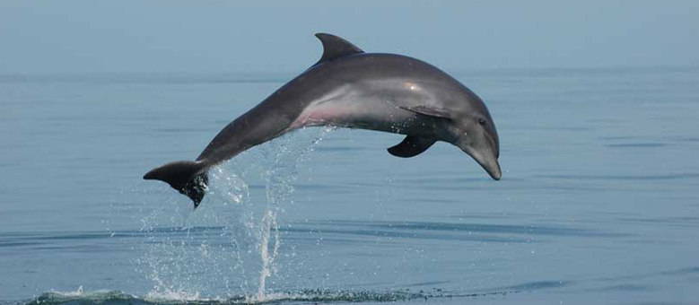 Nada de golfinho preso em tanque. Aposte no passeio que visita bichos no oceano, da Wildlife Connection