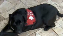 Senado aprova projeto que autoriza cão de apoio emocional a pessoas com deficiência