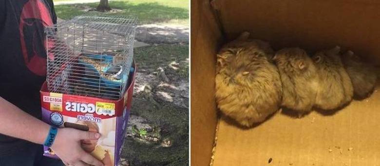 Ao todo, 27 animais foram resgatados pelos caçadores pokémon; quatro deles já foram adotados