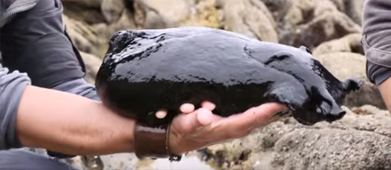 Exploradores encontram-se lesma gigante de 5 kg!  - Notícias - R7 Hora 7