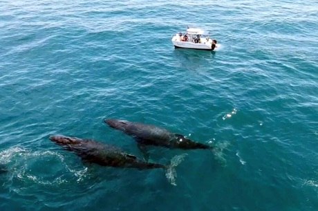 Imagem com drone mostra o tamanho de uma jubarte