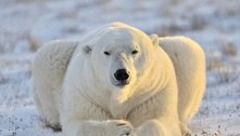População de ursos polares cairá em um terço por derretimento de gelo marinho no Ártico