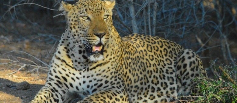 Leopardo é um dos "big five", os mais difíceis de ver, que inclui também elefantes, leões, búfalos e rinocerontes