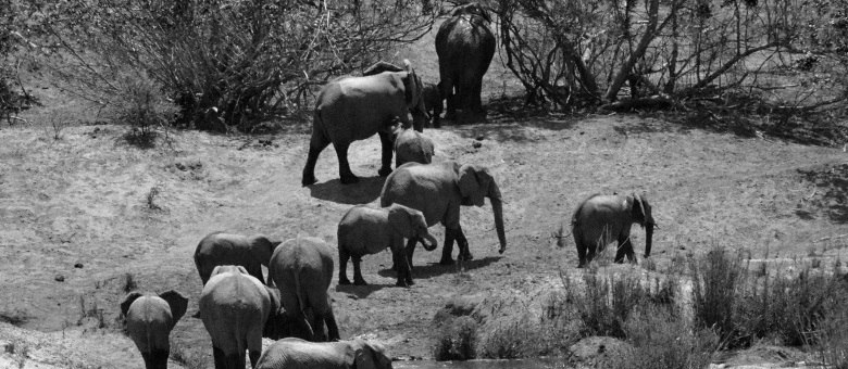 Manadas de elefantes descem para matar a sede no Parque Kruger, uma das reservas do país