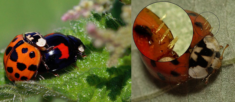 Primeiro rola a foto da esquerda e, depois, a contaminação da foto da direita — cheia de Laboulbeniomycetes

