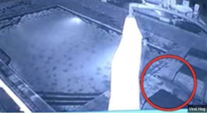 Casal E Atacado Por Crocodilo Em Piscina De Hotel No Zimbabue Assista Noticias R7 Internacional