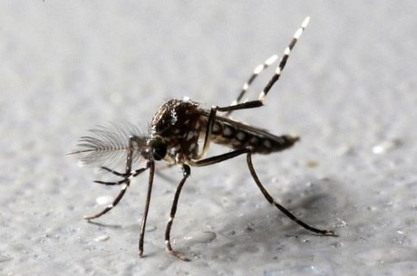 Mosquito Aedes é transmissor de dengue, zika vírus e febre chikungunya