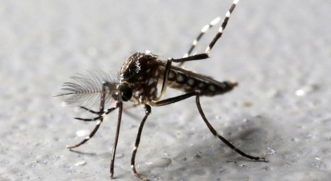 Casos de dengue cresceram nas primeiras semanas de 2019