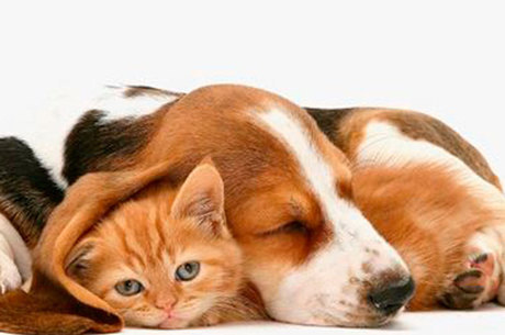 Câmara aprova projeto para controle da natalidade de cães e gatos -  Notícias - R7 Brasil