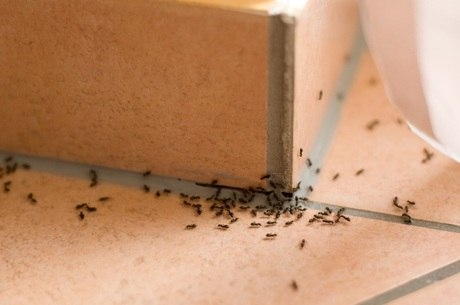Casca de laranja pode até atrair as formigas, mas efeito dura pouco