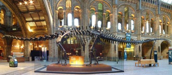 Réplica de esqueleto de um diplodoco fará uma turnê por museus do Reino Unido Réplica de esqueleto de um diplodoco fará uma turnê por museus do Reino Unido