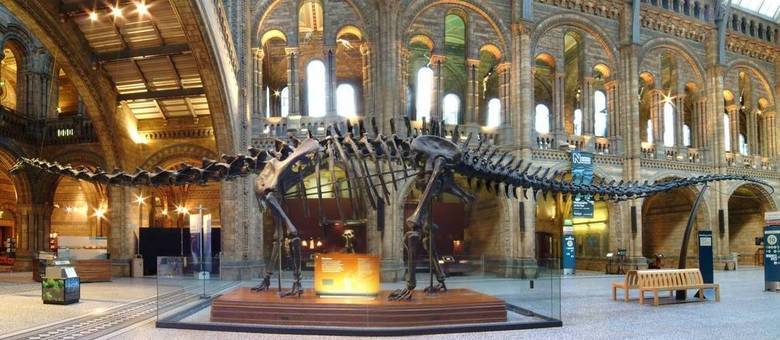 Réplica de esqueleto de um diplodoco fará uma turnê por museus do Reino Unido