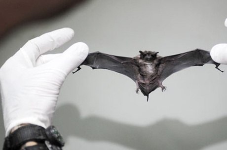 Morcego com vírus da raiva capturado em Vitória