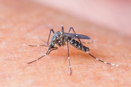 Doença pode ser transmitida pelo Aedes aegypti