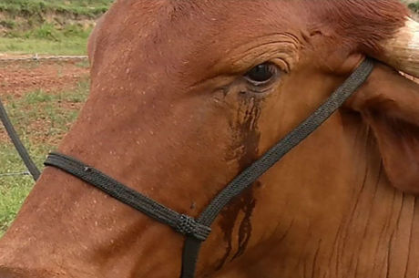 Companheiro de pasto "chora" após furto de boi de estimação na ...