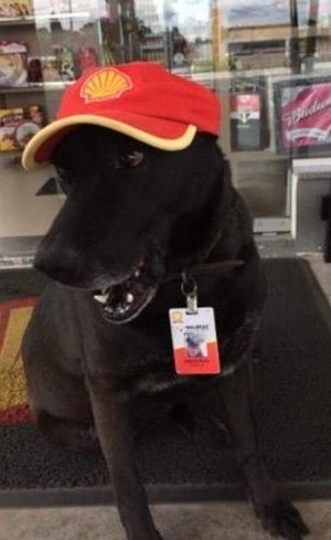 Resultado de imagem para neg&atilde;o posto mogi