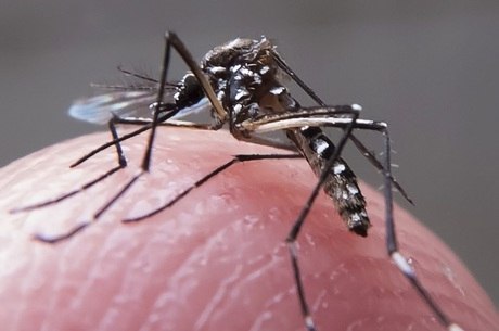 Aedes aegypti é o transmissor da febre chikungunya, que pode causar inflamações oculares e levar à cegueira
