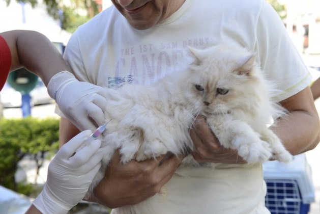 Vacina: desde filhote, é importante manter o calendário de vacinação em dia, para prevenir doenças. A polivalente e a antirrábica são fundamentais para a proteção dos gatos e devem ser aplicadas nos animais, independentemente da idade ou do perfil