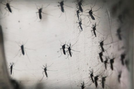 Doença pode ser transmitida pelo mosquito Aedes aegypti