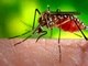 Assim como os humanos, os mosquitos abrigam em seus intestinos uma enorme variedade de bactérias. Estudos recentes sugerem que modular o perfil desse microbioma pode ser uma estratégia para tornar os insetos mais resistentes à infecção por patógenos. Trata-se, portanto, de uma forma alternativa de controlar a disseminação de doenças como dengue, zika, febre amarela, chikungunya e malária, entre outras