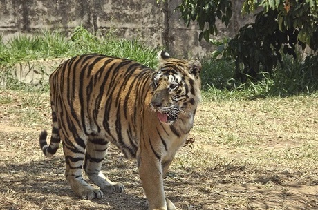 Taiga vivia no zoo de Belo Horizonte há 15 anos