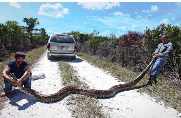 Os caçadores de cobras dos EUA que lutam contra pítons gigantes - BBC News  Brasil