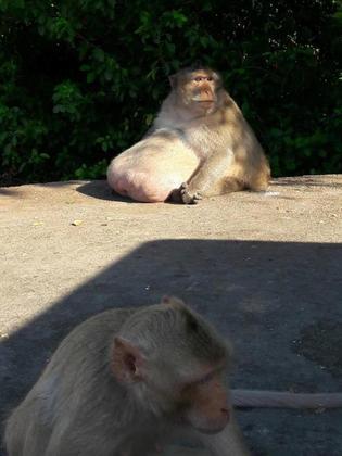 Macaco obeso por causa dos turistas posto em dieta