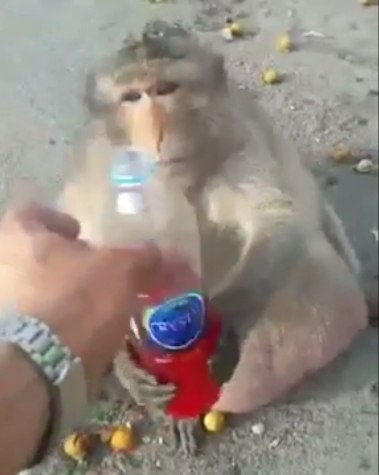 Fitness? Macaco obeso troca comida de turistas por dieta saudável