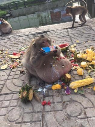 Fitness? Macaco obeso troca comida de turistas por dieta saudável