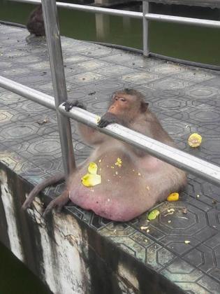 Macaco obeso por causa dos turistas posto em dieta