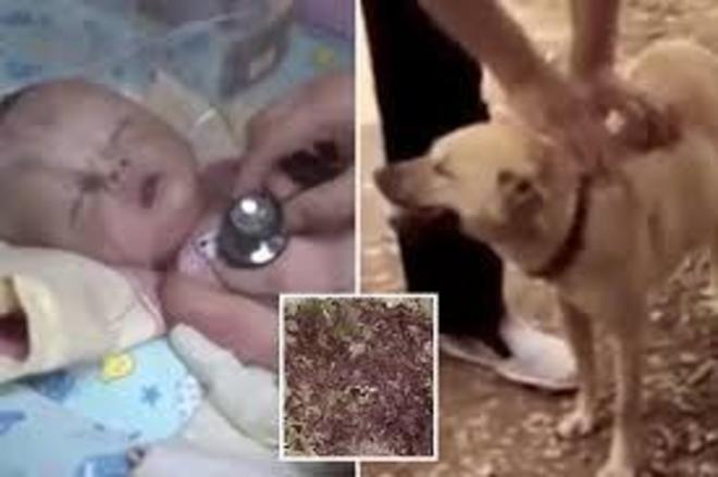 Um cão salvou um bebê de 1 mês que tinha sido enterrado vivo no meio do mato. O bicho, de Chongqing, cidade no sudoeste da China, cavou um buraco no piso cheio de lama e terra numa floresta no bairro de Jiangjin, no subúrbio do município. O cachorro heroico estava com seu dono, Yang Jiali, e desapareceu. Ele o encontrou batendo desesperadamente as patas sobre a terra   