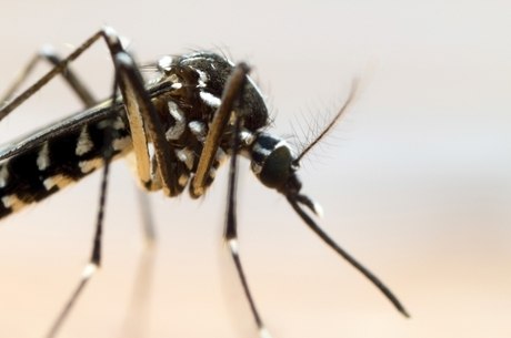 Aedes se cria em locais onde há acúmulo de água parada