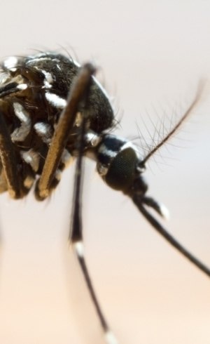 Zika vírus é transmitido pelo mosquito Aedes aegypti