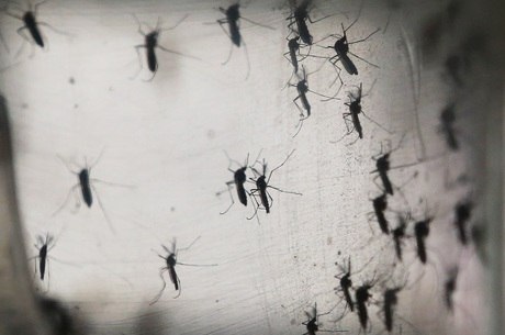 Mosquito transmissor da zika 