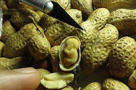 Com um estilete ele esculpiu um bebê dentro de um amendoim