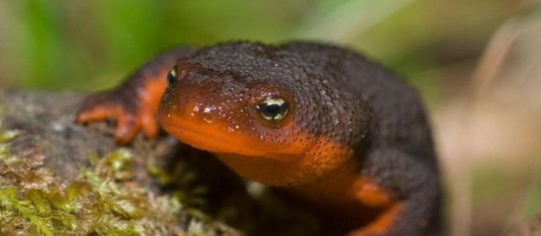 Taricha granulosa, um tipo de salamandra, também pode sobreviver à viagem pelo intestino de um sapo