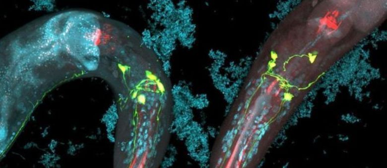 Caenorhabditis elegans sobrevive ao ataque intestinal das lesmas