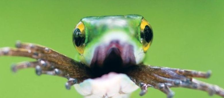 Alguns animais são capazes de sobreviver à digestão de seus predadores