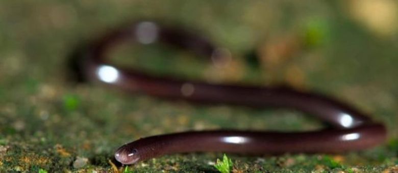 Cobra-cega-de-Braminy pode fazer uma viagem bastante interessante ao ser comida por um sapo