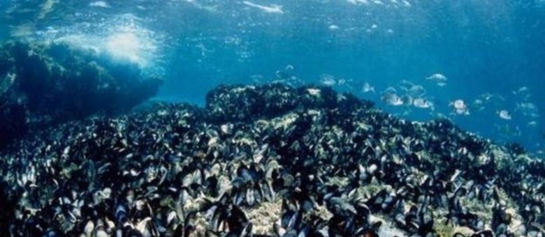 Mexilhões conseguem passar através das anêmonas marinhas