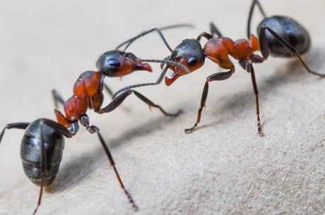 Formigas usam o ácido para se defender