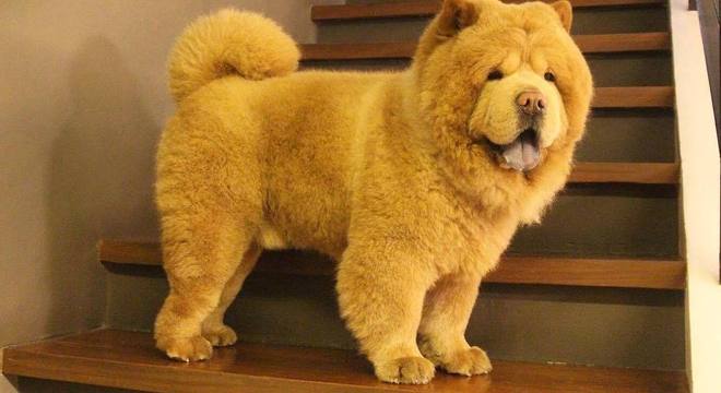 Cachorro Ou Urso Conheca O Animal Fofo Que Esta Fazendo O Maior Sucesso Na Internet Noticias R7 Hora 7