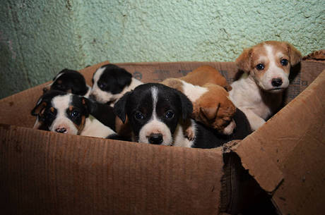 cães abandonados cães abandonados